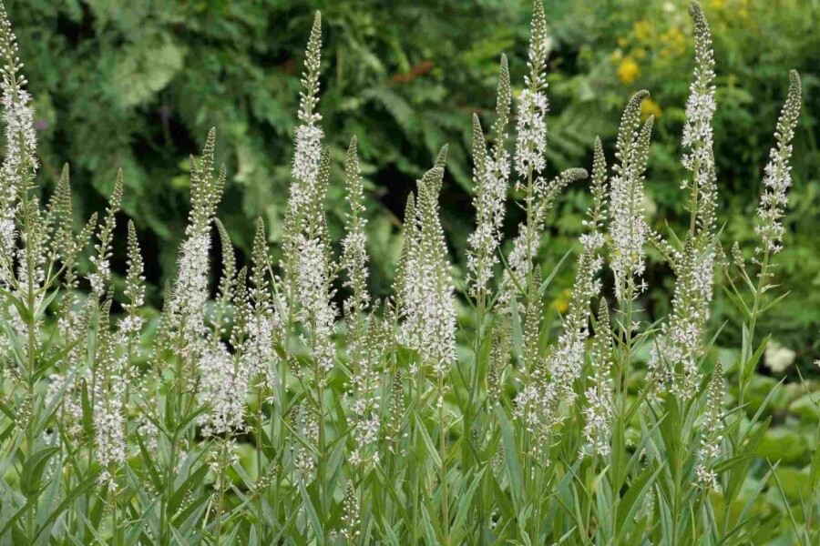 Lysimaque blanche Lysimachia ephemerum 5-10 pot P9 Lysimachia ephemerum