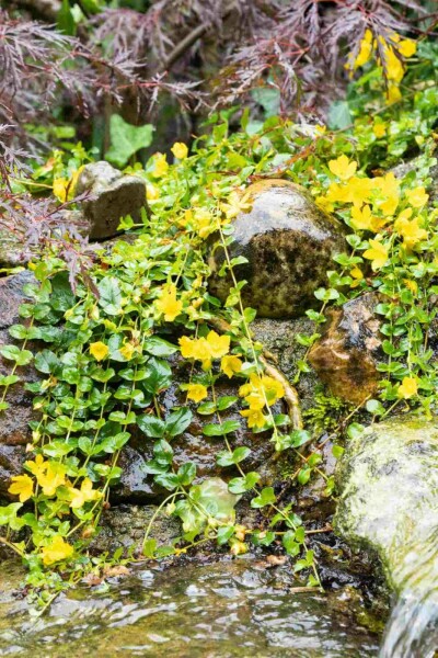 Lysimaque nummulaire Lysimachia nummularia 5-10 pot P9 Lysimachia nummularia