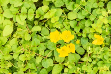 Lysimaque nummulaire Lysimachia nummularia 5-10 pot P9 Lysimachia nummularia