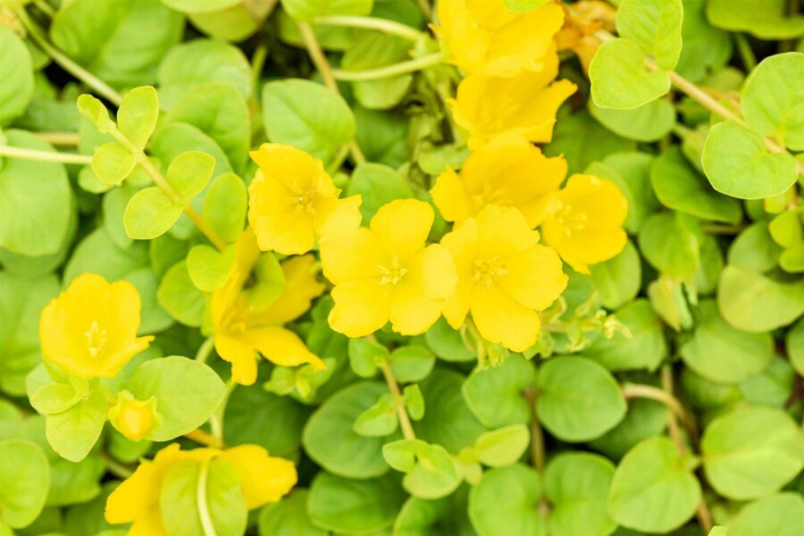 Lysimaque nummulaire Lysimachia nummularia 5-10 pot P9 Lysimachia nummularia