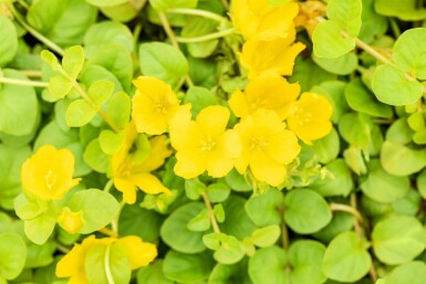 Lysimaque nummulaire Lysimachia nummularia 5-10 pot P9 Lysimachia nummularia