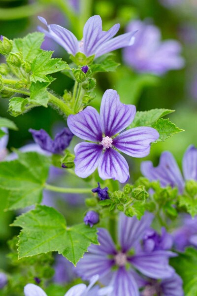 Mauve sylvestre Malva sylvestris 'Primley Blue' 5-10 pot P9 Malva sylvestris 'Primley Blue'