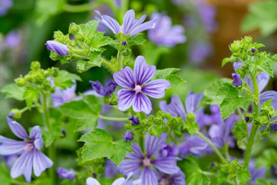 Mauve sylvestre Malva sylvestris 'Primley Blue' 5-10 pot P9 Malva sylvestris 'Primley Blue'