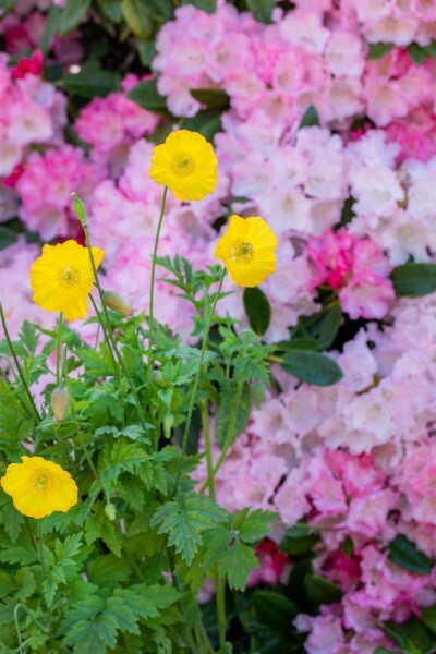 Pavot jaune Meconopsis cambrica 5-10 pot P9 Meconopsis cambrica