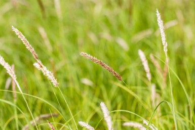 Herbe aux chats Melica ciliata 5-10 pot P9 Melica ciliata