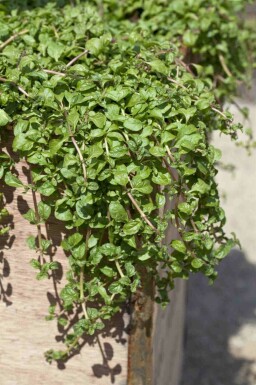 Menthe de corse Mentha requienii 5-10 pot P9 Mentha requienii