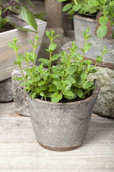 Menthe marocaine Mentha spicata 'Moroccan' 5-10 pot P9 Mentha spicata 'Moroccan'