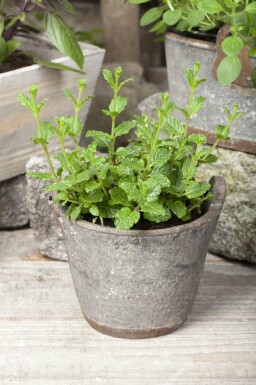 Menthe marocaine Mentha spicata 'Moroccan' 5-10 pot P9 Mentha spicata 'Moroccan'