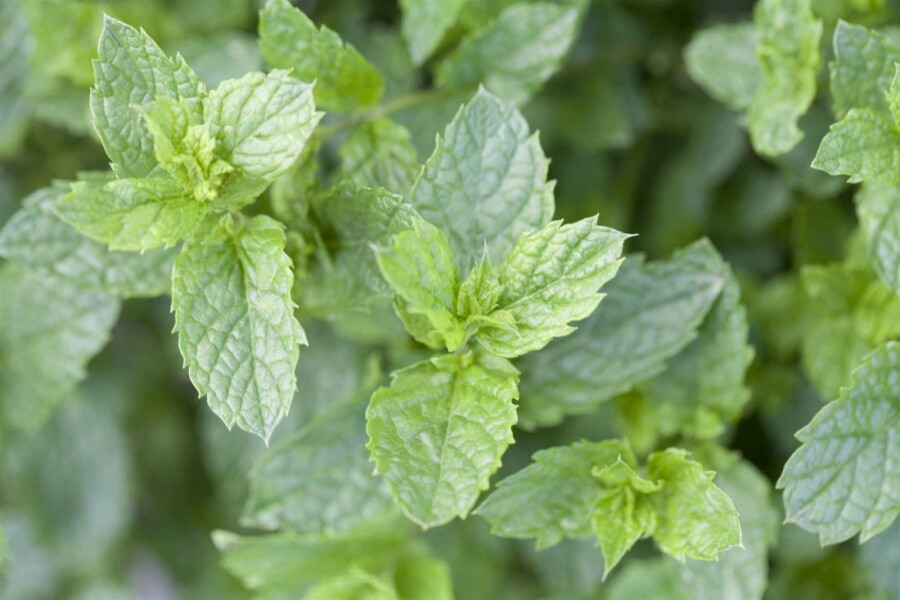 Menthe marocaine Mentha spicata 'Moroccan' 5-10 pot P9 Mentha spicata 'Moroccan'