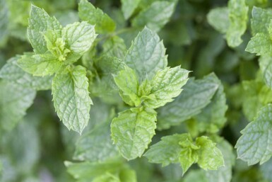 Menthe marocaine Mentha spicata 'Moroccan' 5-10 pot P9 Mentha spicata 'Moroccan'