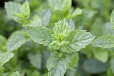 Menthe marocaine Mentha spicata 'Moroccan' 5-10 pot P9 Mentha spicata 'Moroccan'