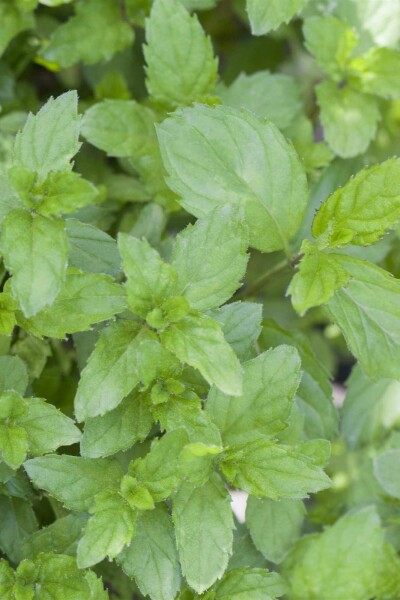 Menthe verte Mentha spicata 5-10 pot P9 Mentha spicata