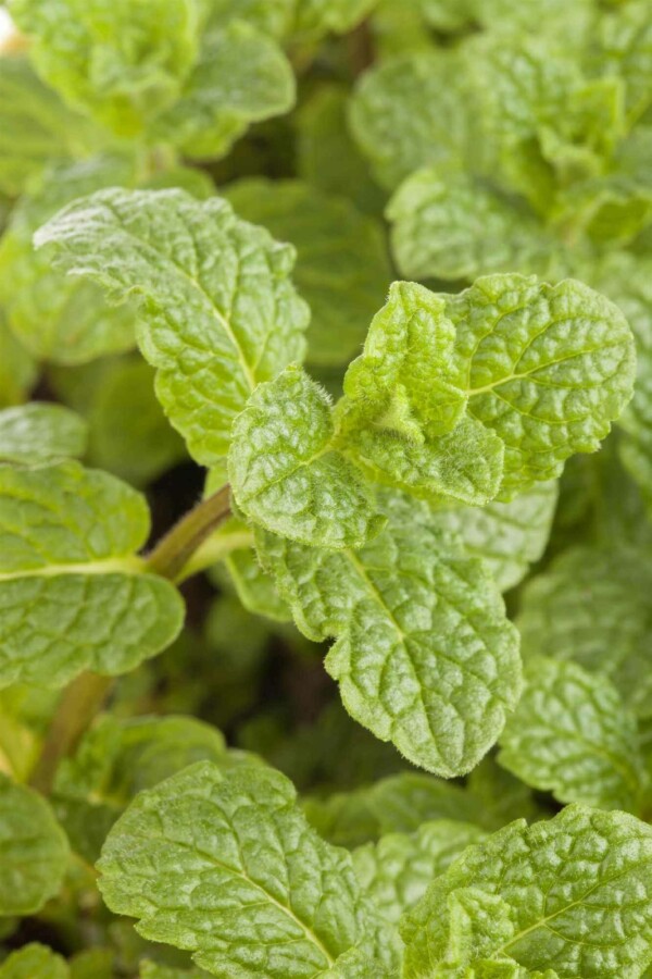 Menthe verte Mentha spicata 5-10 pot P9 Mentha spicata