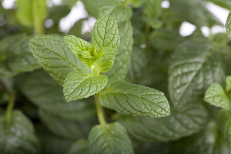 Menthe verte Mentha spicata 5-10 pot P9 Mentha spicata