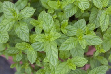 Menthe verte Mentha spicata 5-10 pot P9 Mentha spicata