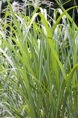 Roseau de chine Miscanthus giganteus 5-10 pot P9 Miscanthus giganteus