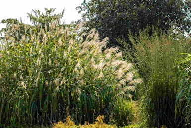 Roseau de chine Miscanthus giganteus 5-10 pot P9 Miscanthus giganteus