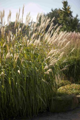 Eulalie Miscanthus sinensis 'Adagio' 5-10 pot P9 Miscanthus sinensis 'Adagio'