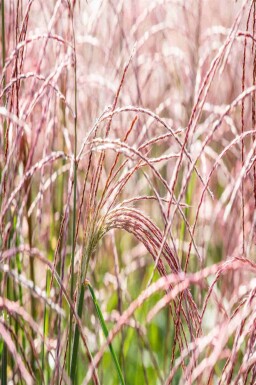 Eulalie Miscanthus sinensis 'Flamingo' 5-10 pot P9 Miscanthus sinensis 'Flamingo'