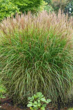 Miscanthus sinensis