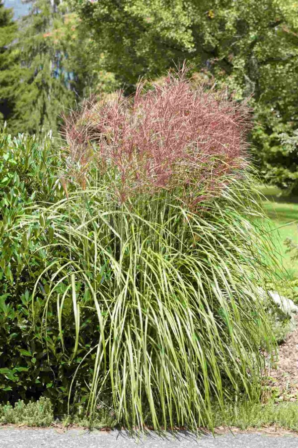 Eulalie Miscanthus sinensis 5-10 pot P9 Miscanthus sinensis