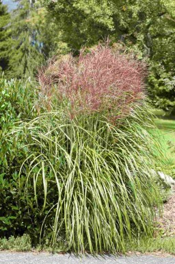 Miscanthus sinensis