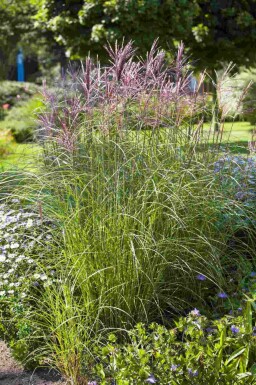 Eulalie Miscanthus sinensis 5-10 pot P9 Miscanthus sinensis