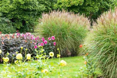 Eulalie Miscanthus sinensis 5-10 pot P9 Miscanthus sinensis