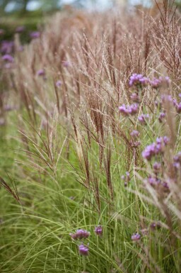 Eulalie Miscanthus sinensis 5-10 pot P9 Miscanthus sinensis