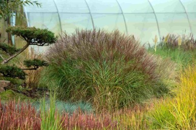 Eulalie Miscanthus sinensis 5-10 pot P9 Miscanthus sinensis