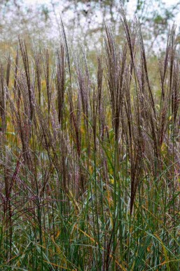 Eulalie Miscanthus sinensis 'Yaku Jima' 5-10 pot P9 Miscanthus sinensis 'Yaku Jima'