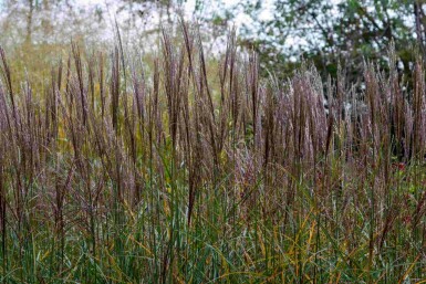 Miscanthus sinensis 'Yaku Jima'