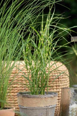 Roseau de chine Miscanthus sinensis 'Zebrinus' 5-10 pot P9 Miscanthus sinensis 'Zebrinus'