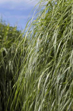 Roseau de chine Miscanthus sinensis 'Zebrinus' 5-10 pot P9 Miscanthus sinensis 'Zebrinus'