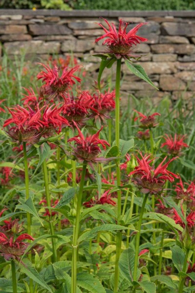 Bergamote Monarda fistulosa 'Gardenview Scarlet' 5-10 pot P9 Monarda fistulosa 'Gardenview Scarlet'