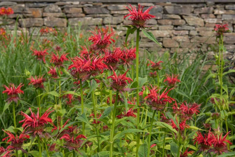 Bergamote Monarda fistulosa 'Gardenview Scarlet' 5-10 pot P9 Monarda fistulosa 'Gardenview Scarlet'