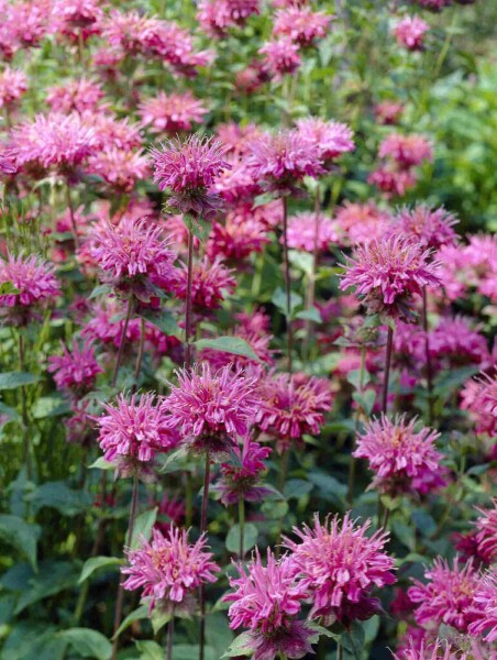Bergamote Monarda fistulosa 'Marshall's Delight' 5-10 pot P9 Monarda fistulosa 'Marshall's Delight'