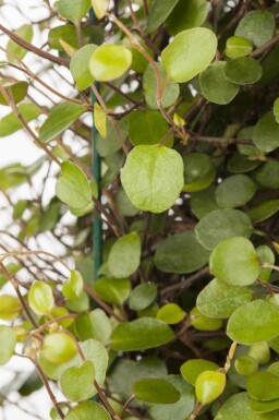 Muehlenbeckia rampant Muehlenbeckia axillaris 5-10 pot P9 Muehlenbeckia axillaris