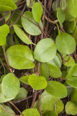 Muehlenbeckia rampant Muehlenbeckia axillaris 5-10 pot P9 Muehlenbeckia axillaris