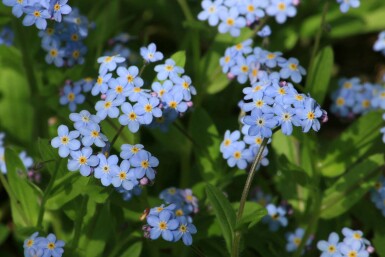 Myosotis des marais Myosotis palustris 5-10 pot P9 Myosotis palustris