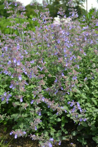 Cataire Nepeta faassenii 'Dropmore' 5-10 pot P9 Nepeta faassenii 'Dropmore'