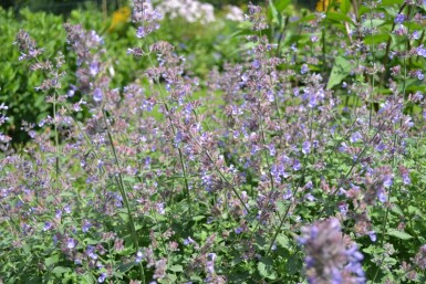 Cataire Nepeta faassenii 'Dropmore' 5-10 pot P9 Nepeta faassenii 'Dropmore'