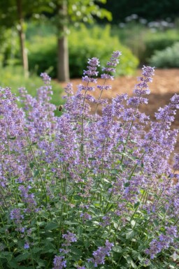Nepeta de faassen Nepeta faassenii 'Grol' 5-10 pot P9 Nepeta faassenii 'Grol'