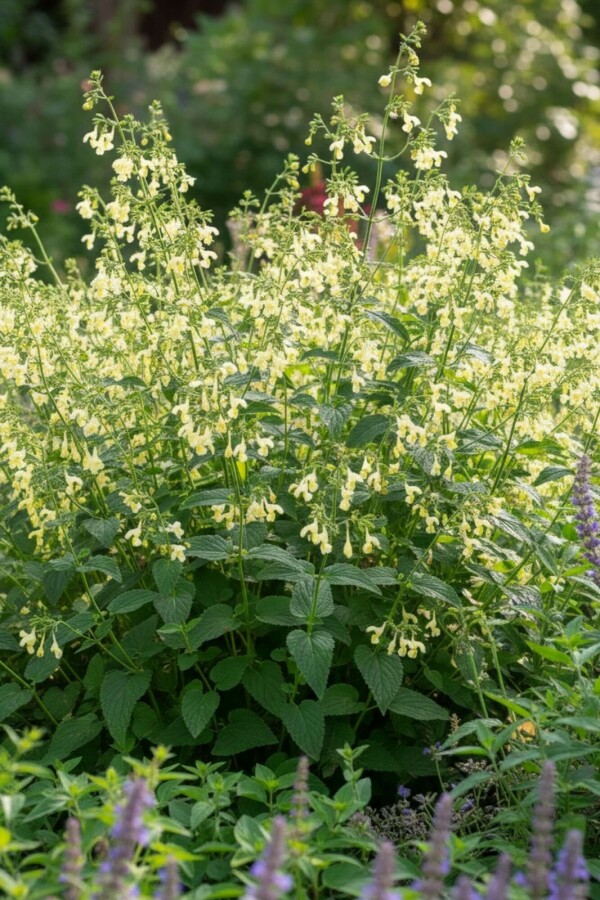 Cataire Nepeta govaniana 5-10 pot P9 Nepeta govaniana