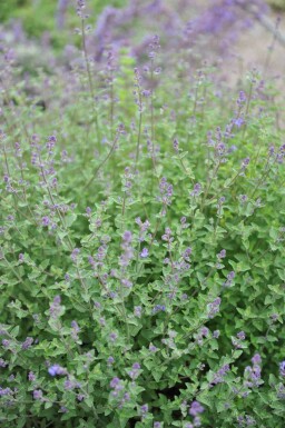 Cataire Nepeta faassenii 'Kit Cat' 5-10 pot P9 Nepeta faassenii 'Kit Cat'