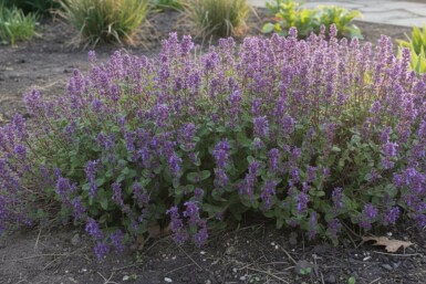 Cataire Nepeta racemosa 'Grog' 5-10 pot P9 Nepeta racemosa 'Grog'