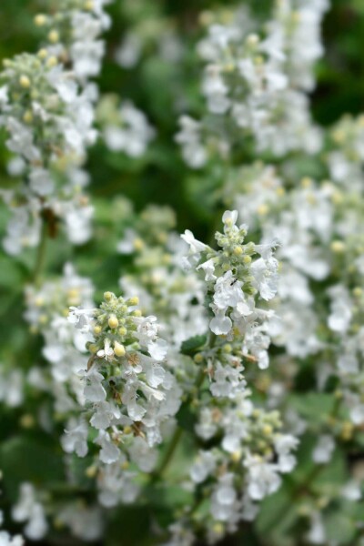 Cataire Nepeta racemosa 'Snowflake' 5-10 pot P9 Nepeta racemosa 'Snowflake'