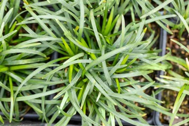 Muguet du japon Ophiopogon japonicus 5-10 pot P9 Ophiopogon japonicus