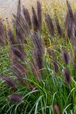 Herbe aux écouvillons Pennisetum alopecuroides 'Black Beauty' 5-10 pot P9 Pennisetum alopecuroides 'Black Beauty'