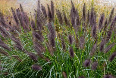 Herbe aux écouvillons Pennisetum alopecuroides 'Black Beauty' 5-10 pot P9 Pennisetum alopecuroides 'Black Beauty'